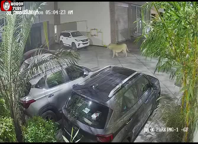 Video :An Indian hotel is broken into by a lioness